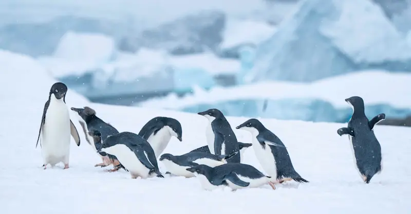 Adelie penguins, Antarctica.