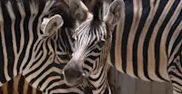 Burchell’s zebras, Ngorongoro Crater, Tanzania.