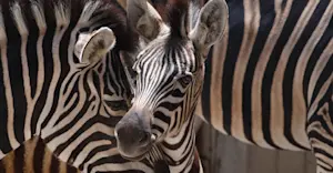 Burchell’s zebras, Ngorongoro Crater, Tanzania.
