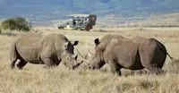 White rhinos, Lewa Private Conservancy, Kenya.