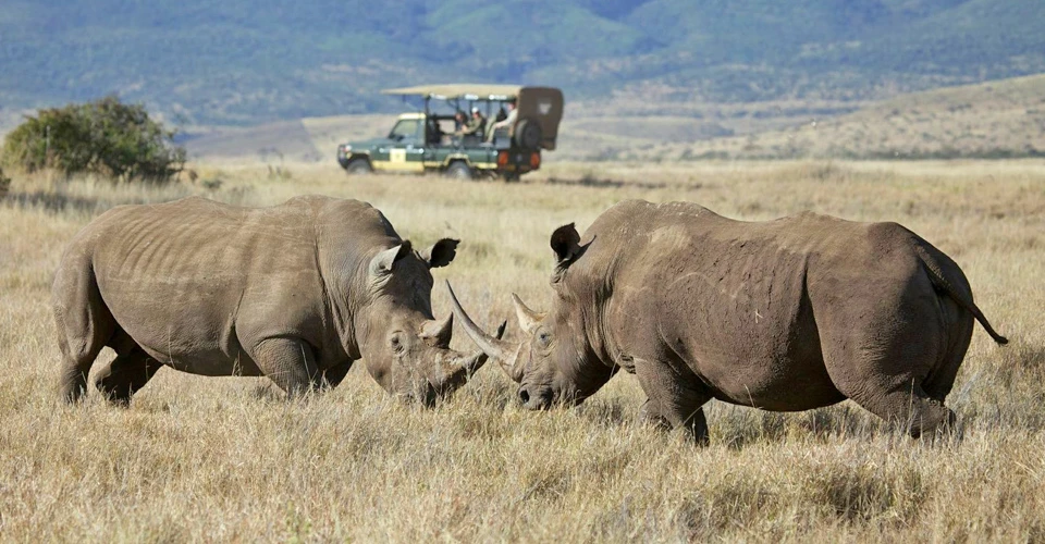 White rhinos, Lewa Private Conservancy, Kenya.
