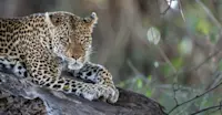 Leopard, Linyanti Private Reserve, Botswana.