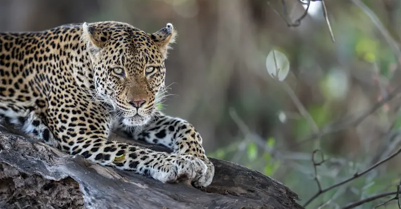 Leopard, Linyanti Private Reserve, Botswana.