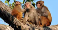 Rhesus monkeys, Kanha National Park, India.