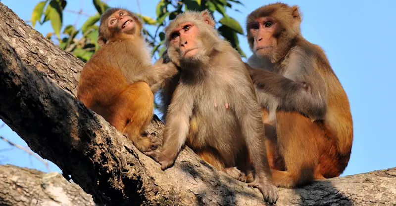 Rhesus monkeys, Kanha National Park, India.