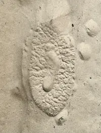 My footprint inside an elephant's footprint, Okavango Delta, Botswana.