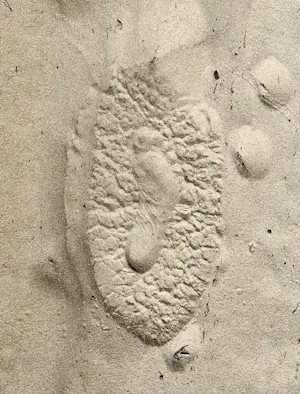 My footprint inside an elephant's footprint, Okavango Delta, Botswana.