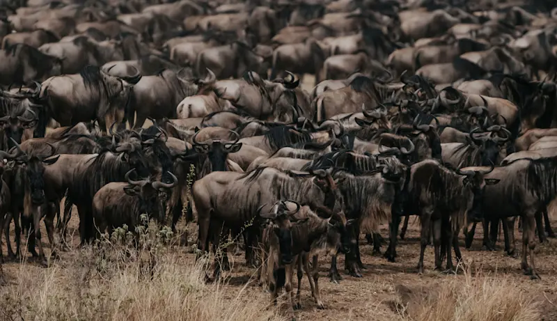 Wildebeests, Serengeti National Park, Tanzania.