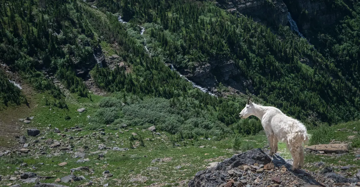 Mountain Goat, Glacier National Park.