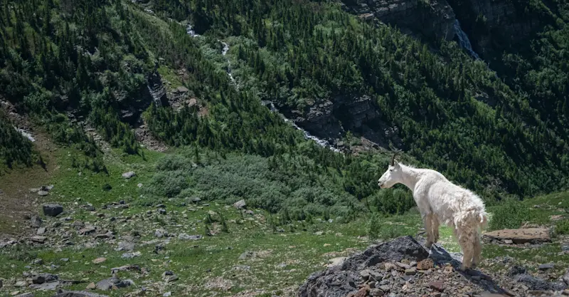 Mountain Goat, Glacier National Park