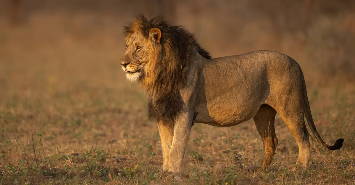 Lion, Serengeti National Park, Tanzania.