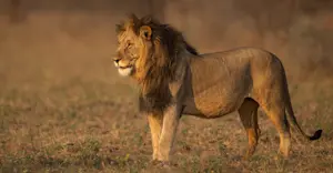 Lion, Serengeti National Park, Tanzania.