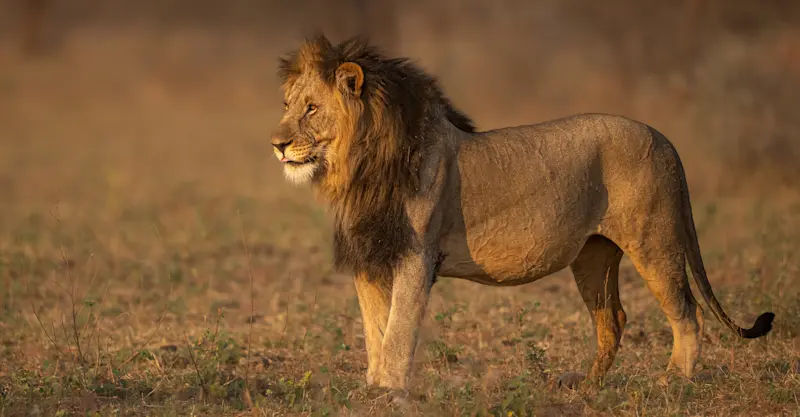 Lion, Serengeti National Park, Tanzania.
