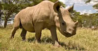 White rhino, Ol Pejeta Private Conservancy, Kenya.