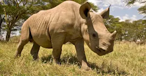 White rhino, Ol Pejeta Private Conservancy, Kenya.