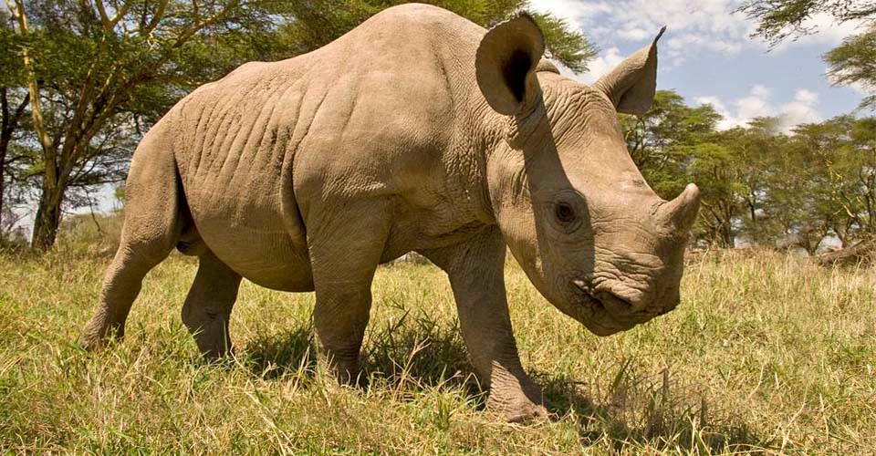 White rhino, Ol Pejeta Private Conservancy, Kenya.