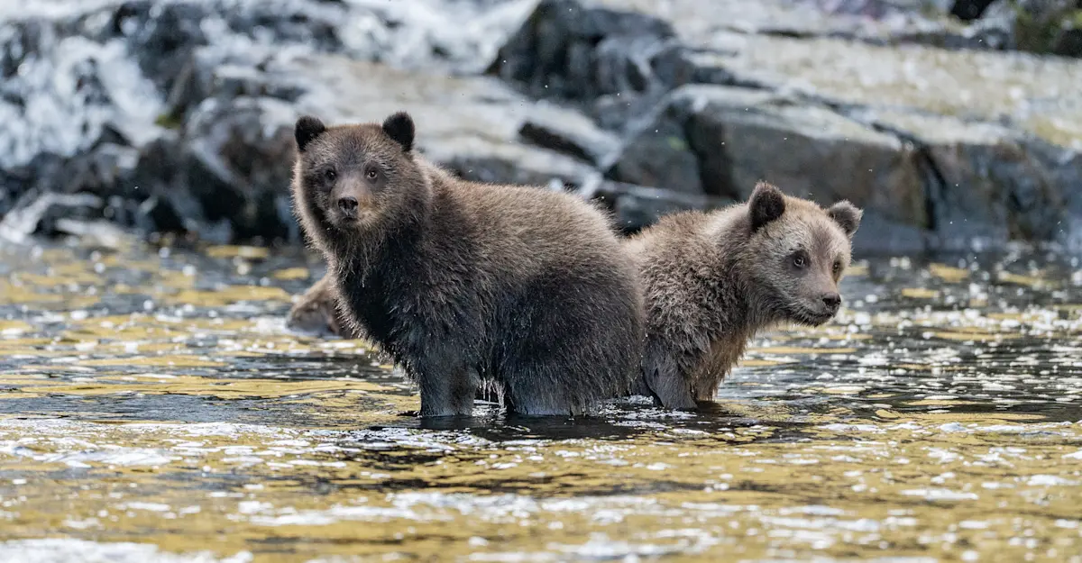 Brown bear cubs.