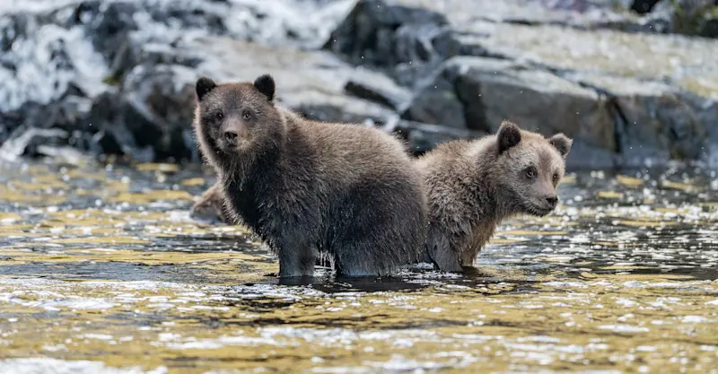 Brown bear cubs