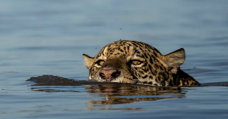 Jaguar swimming, Northern Pantanal