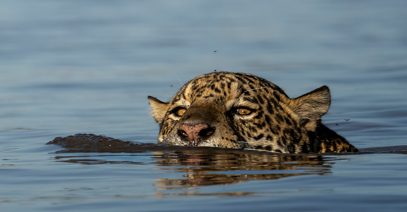 Jaguar swimming, Northern Pantanal