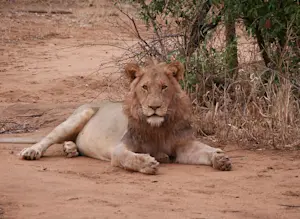 Lion in South Africa