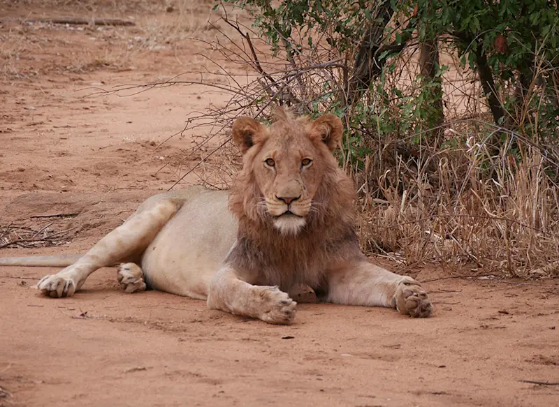 Lion in South Africa