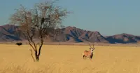 Oryx, Kulala Wilderness Reserve, Namibia.