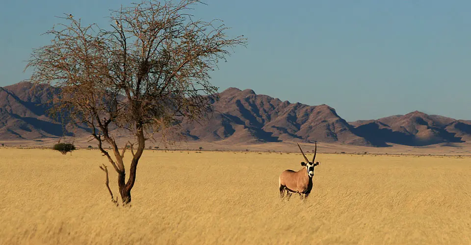 Oryx, Kulala Wilderness Reserve, Namibia.