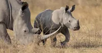 White rhinos, Mosi-oa-Tunya National Park, Zambia.