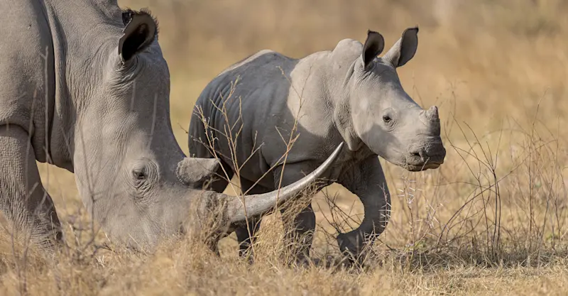 White rhinos, Mosi-oa-Tunya National Park, Zambia.