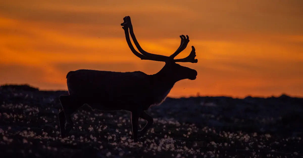 Caribou and summer sunset, Churchill, Manitoba.
