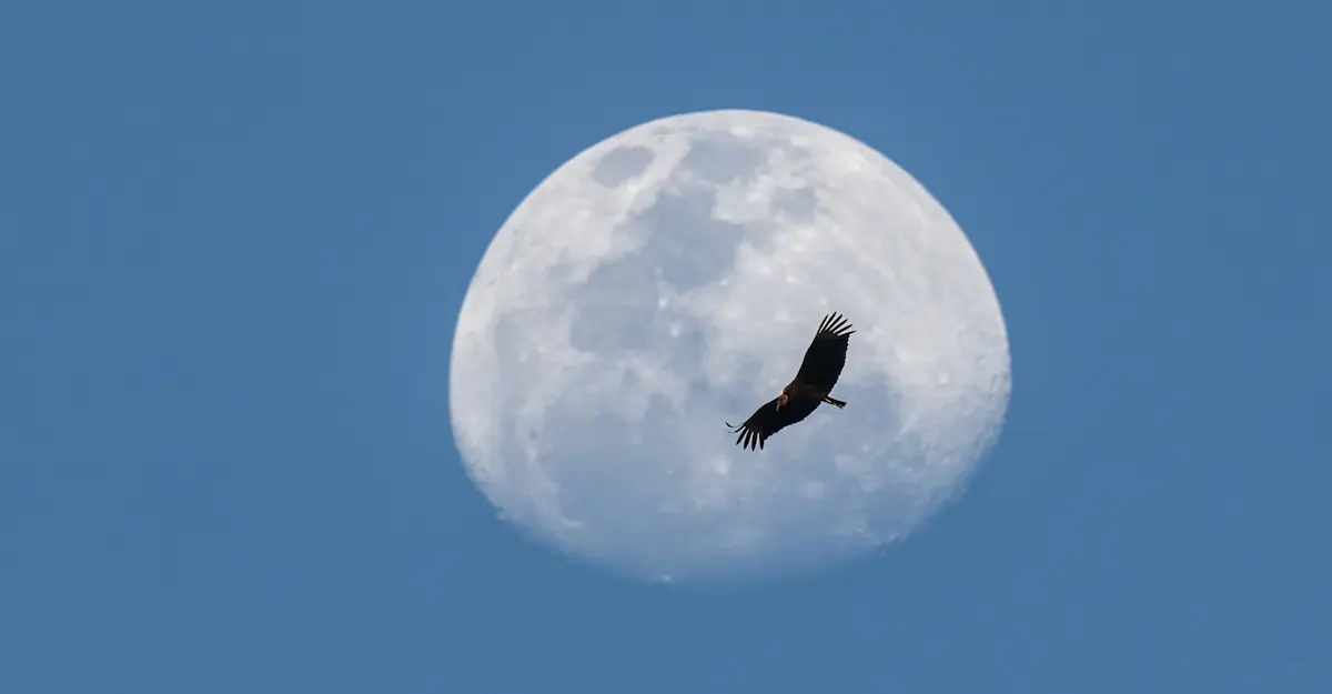 Vulture, Pantanal.