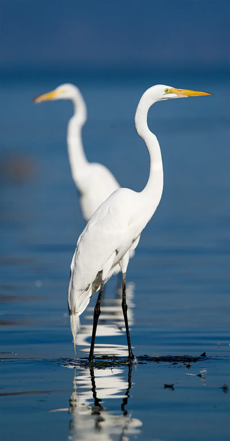 Great egrets in Chapala, Mexico. 