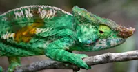 Parson's chameleon, Andasibe-Mantadia National Park, Madagascar.