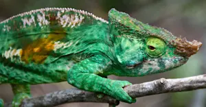 Parson's chameleon, Andasibe-Mantadia National Park, Madagascar.