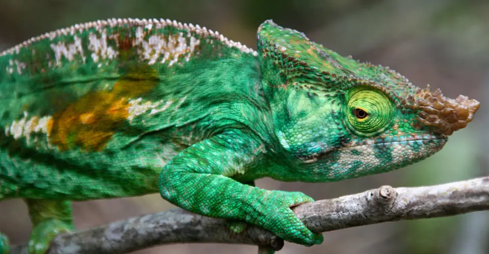 Parson's chameleon, Andasibe-Mantadia National Park, Madagascar.