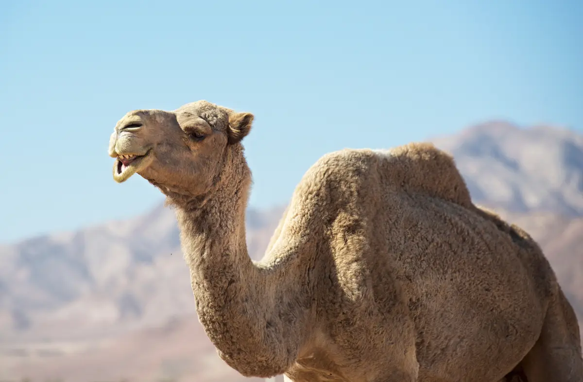Camel, Daraw, Egypt.