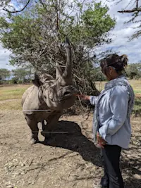 Feeding Baraka the blind rhino, Ol Pejeta Conservancy, Kenya.