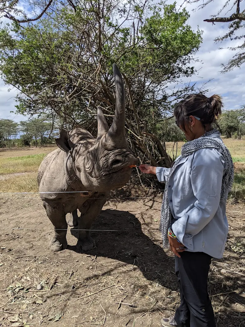 Feeding Baraka the blind rhino, Ol Pejeta Conservancy, Kenya.