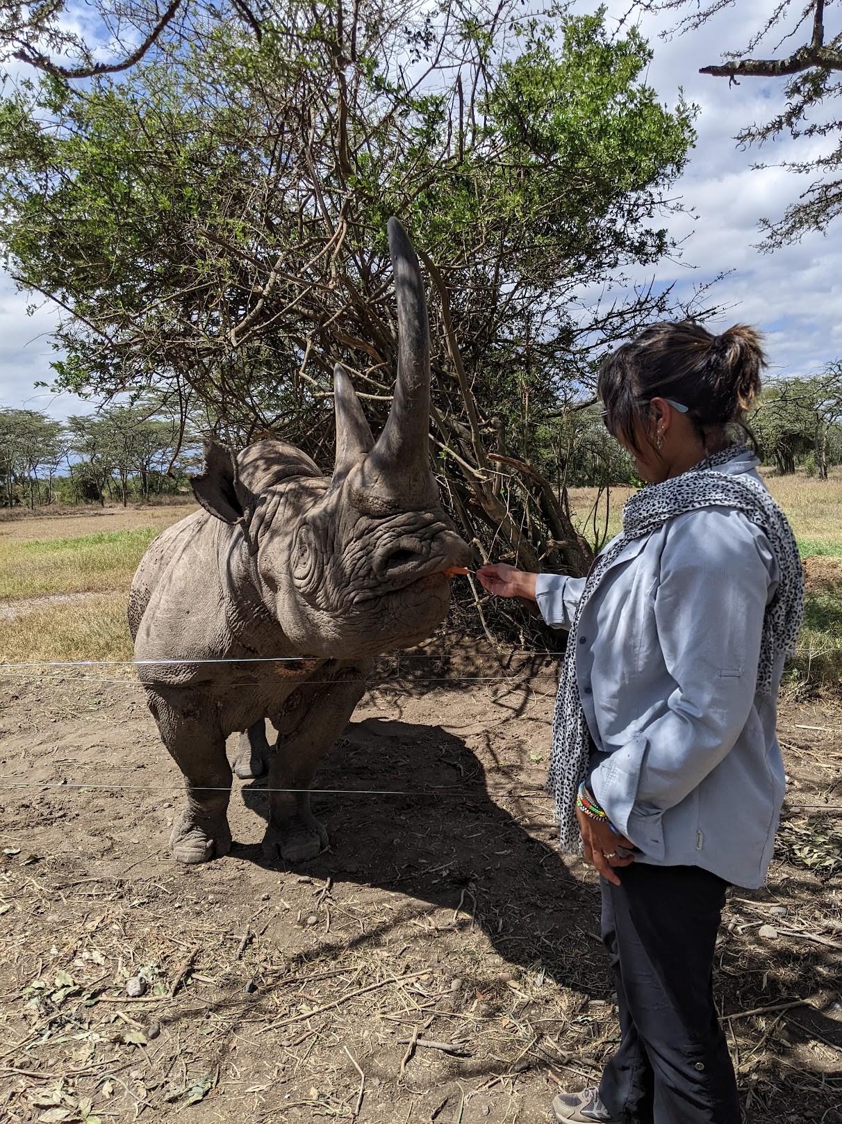 Feeding Baraka the blind rhino, Ol Pejeta Conservancy, Kenya, 2022.