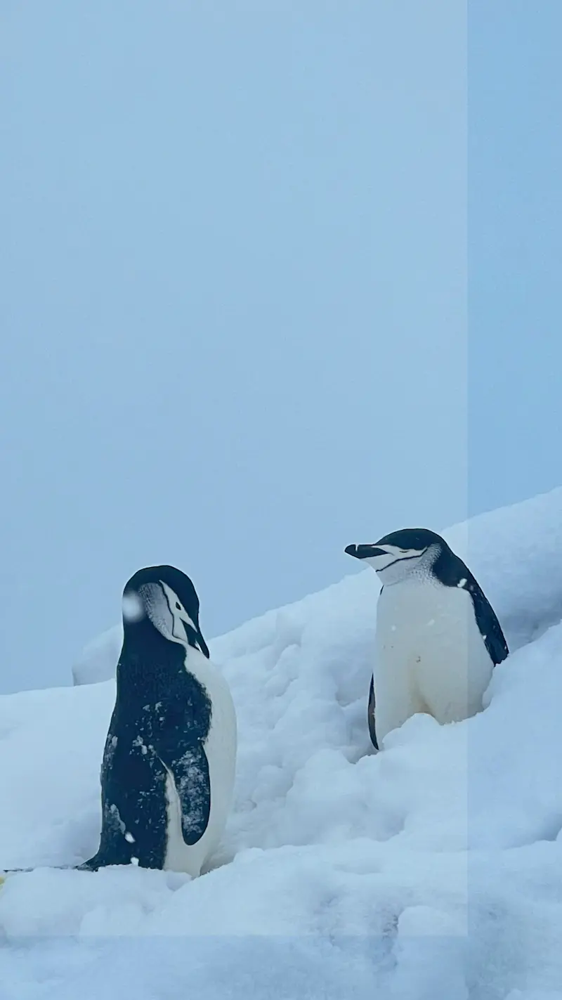 Surprisingly social when penguins are involved in Antarctica.