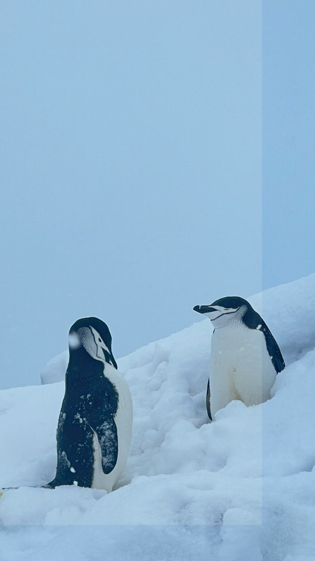 Antarctica: surprisingly social when penguins are involved.