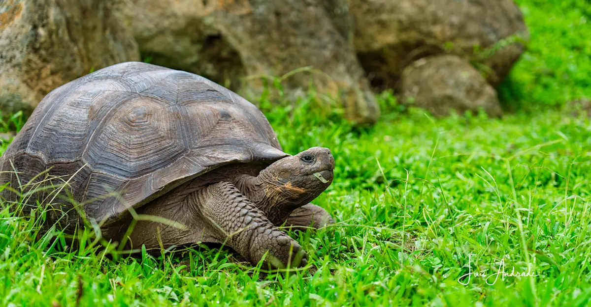 Giant Tortoise, Santa Cruz.