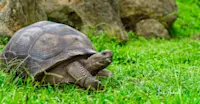 Giant Tortoise, Santa Cruz