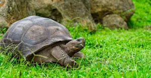 Giant Tortoise, Santa Cruz