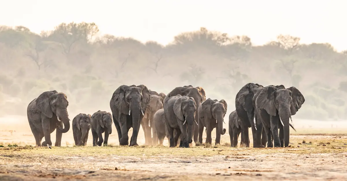 Elephant Herd, Chobe National Park, Botswana.