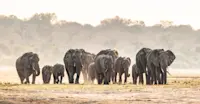 Elephant Herd, Chobe National Park, Botswana