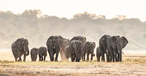 Elephant Herd, Chobe National Park, Botswana
