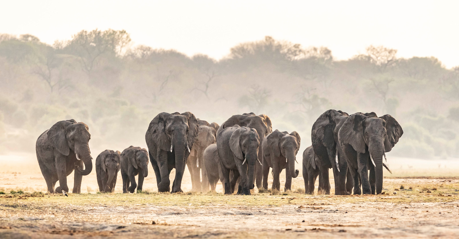 Elephant Herd, Chobe National Park, Botswana