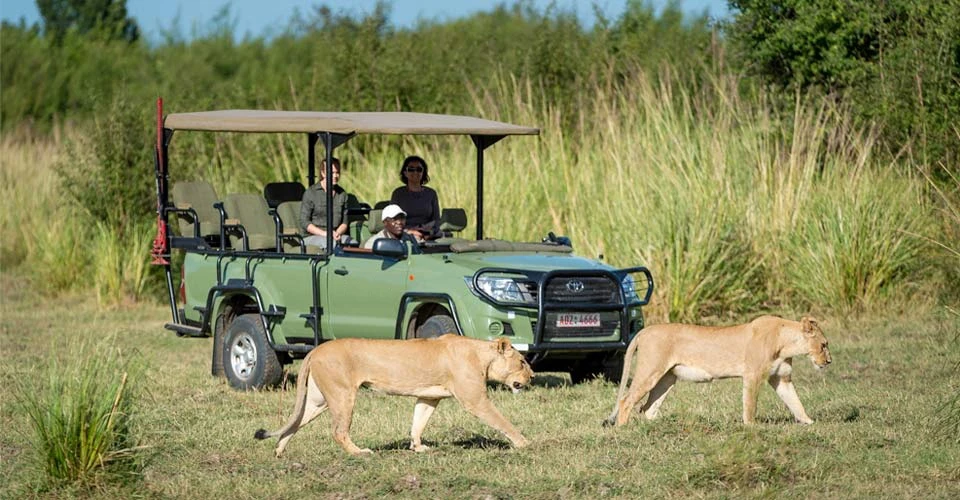 Nat Hab guests and lionesses, Zimbabwe.